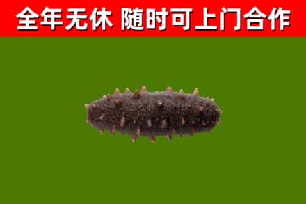 南投回收海参干